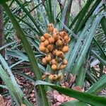 Bromelia pinguin Ovoce