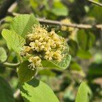 Cordia monoica Kwiat