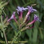 Plumbago europaea Flor