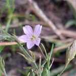 Psammophiliella muralisFlower