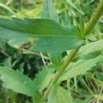 Erigeron annuusLeaf