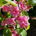 Weigela floridaÇiçek