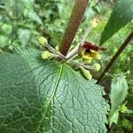 Scrophularia scorodonia Fleur