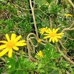 Euryops pectinatus 花