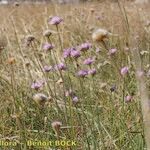Armeria canescens Libunga