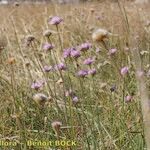 Armeria canescens आदत