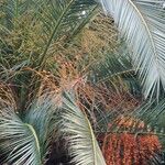 Phoenix canariensis Fruto