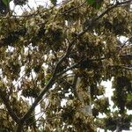 Terminalia ivorensis Meyve