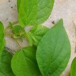 Parietaria debilis Folha