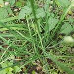 Allium tuberosum Folha