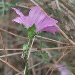 Malva tournefortiana Flower