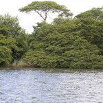 Osodendron altissimum Habit