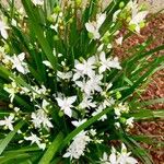 Libertia paniculata Flor