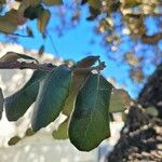 Quercus rotundifolia Folio