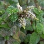 Mentha suaveolens Flor