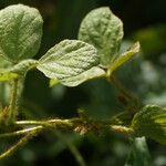 Calopogonium mucunoides Blad