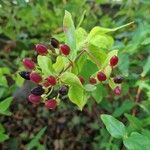 Hypericum hircinum Fruchs