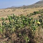 Ipomoea spathulata आदत