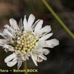 Lomelosia rutifolia Blüte