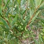 Acacia longifolia Листок