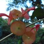 Karomia speciosa Fruit