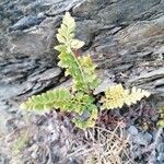 Asplenium cuneifolium Leht