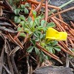 Ononis striata Flower