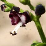 Scrophularia frutescens Fleur