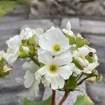 Primula obconica फूल