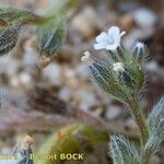 Myosotis pusilla Otro