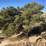 Pinus edulis Hábito