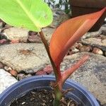 Philodendron erubescens Leaf