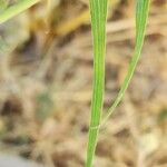 Tragopogon buphthalmoides Leaf