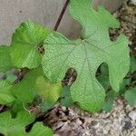 Vitis mustangensis 葉