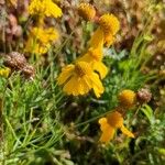 Helenium amarum Kvet