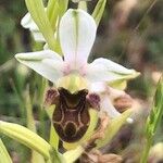 Ophrys scolopax Çiçek