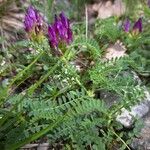 Astragalus hypoglottis Habitus