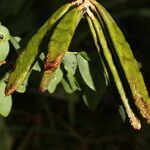 Lennea viridiflora Blatt