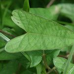 Ipomoea setifera Ліст