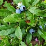 Vaccinium angustifolium Листок