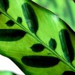 Calathea lancifolia Hoja