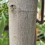 Callicoma serratifolia 树皮