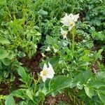 Solanum bonarienseBlüte