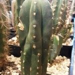 Echinopsis lageniformis Hábito