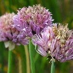 Allium schoenoprasum Flor
