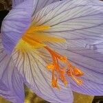 Crocus speciosus Fiore