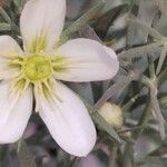 Peganum harmala Flower