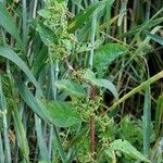 Chenopodium polyspermum Vekstform