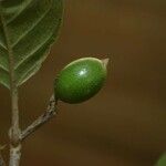 Siparuna decipiens Fruit