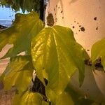 Parthenocissus tricuspidata List